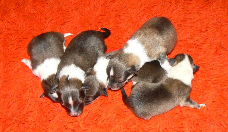 Des mille eclats des tournesol - Shetland Sheepdog - Portée née le 04/12/2009