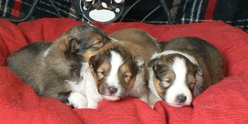 Des mille eclats des tournesol - Shetland Sheepdog - Portée née le 27/12/2011