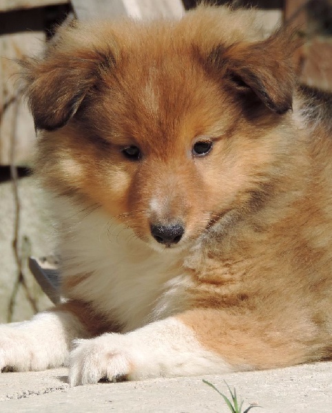 Des mille eclats des tournesol - Shetland Sheepdog - Portée née le 09/02/2016