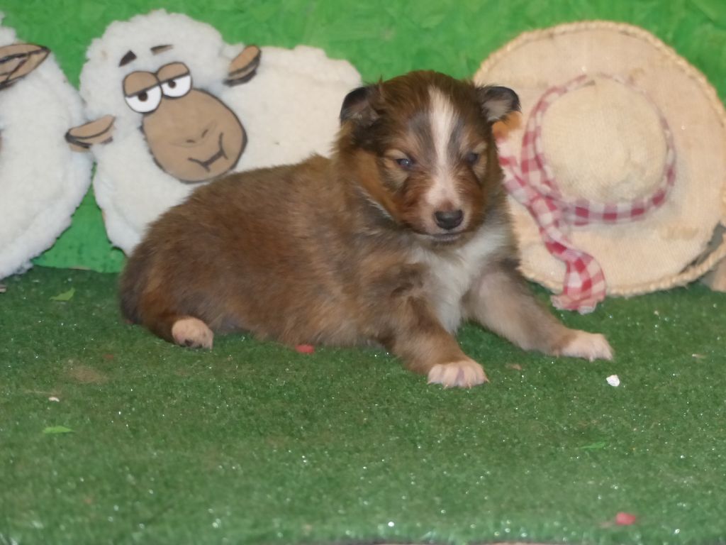 Des mille eclats des tournesol - Chiots disponibles - Shetland Sheepdog