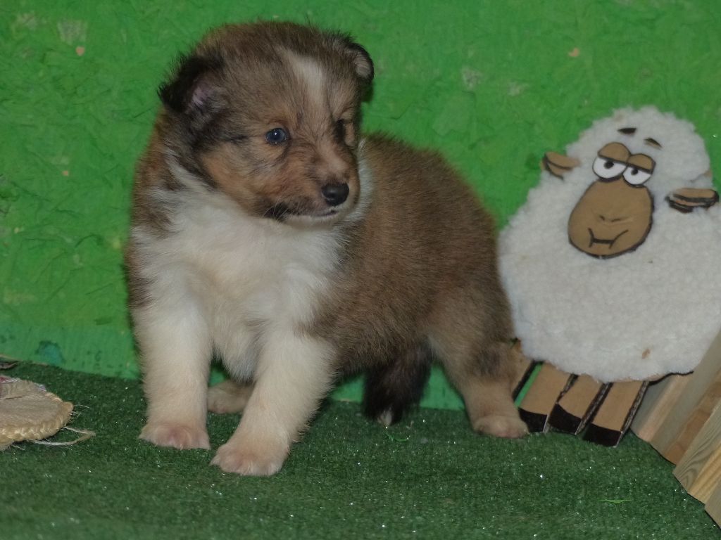Des mille eclats des tournesol - Chiots disponibles - Shetland Sheepdog