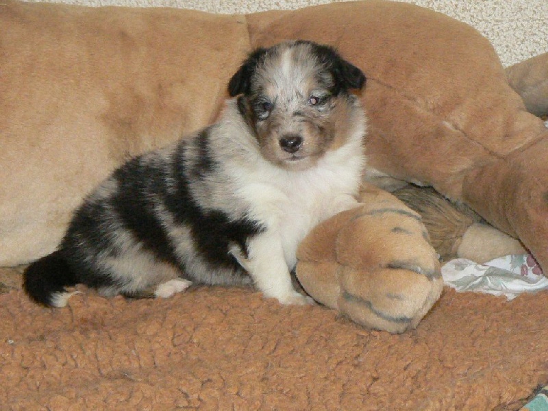 Des mille eclats des tournesol - Shetland Sheepdog - Portée née le 03/04/2014