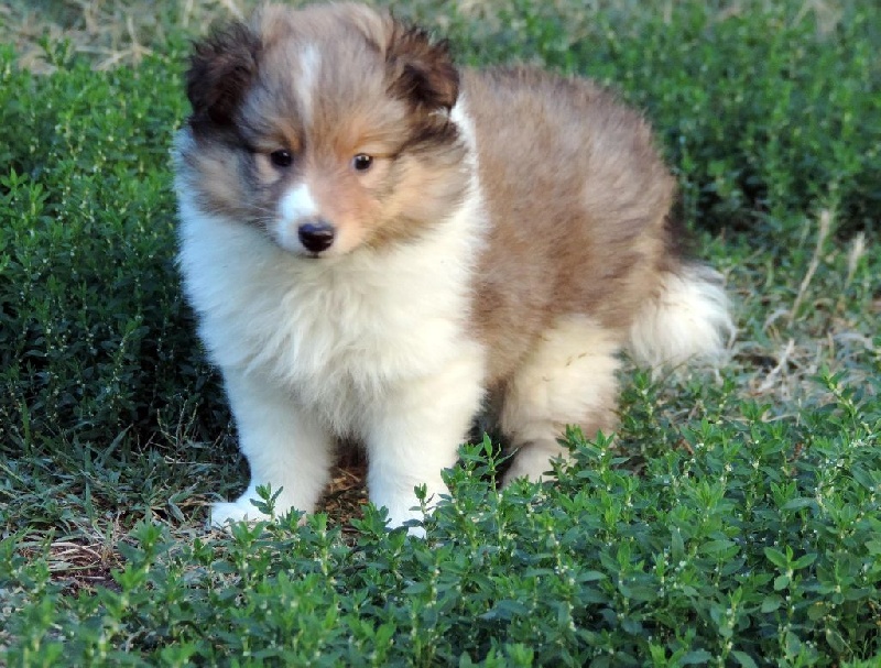 Des mille eclats des tournesol - Shetland Sheepdog - Portée née le 10/08/2015
