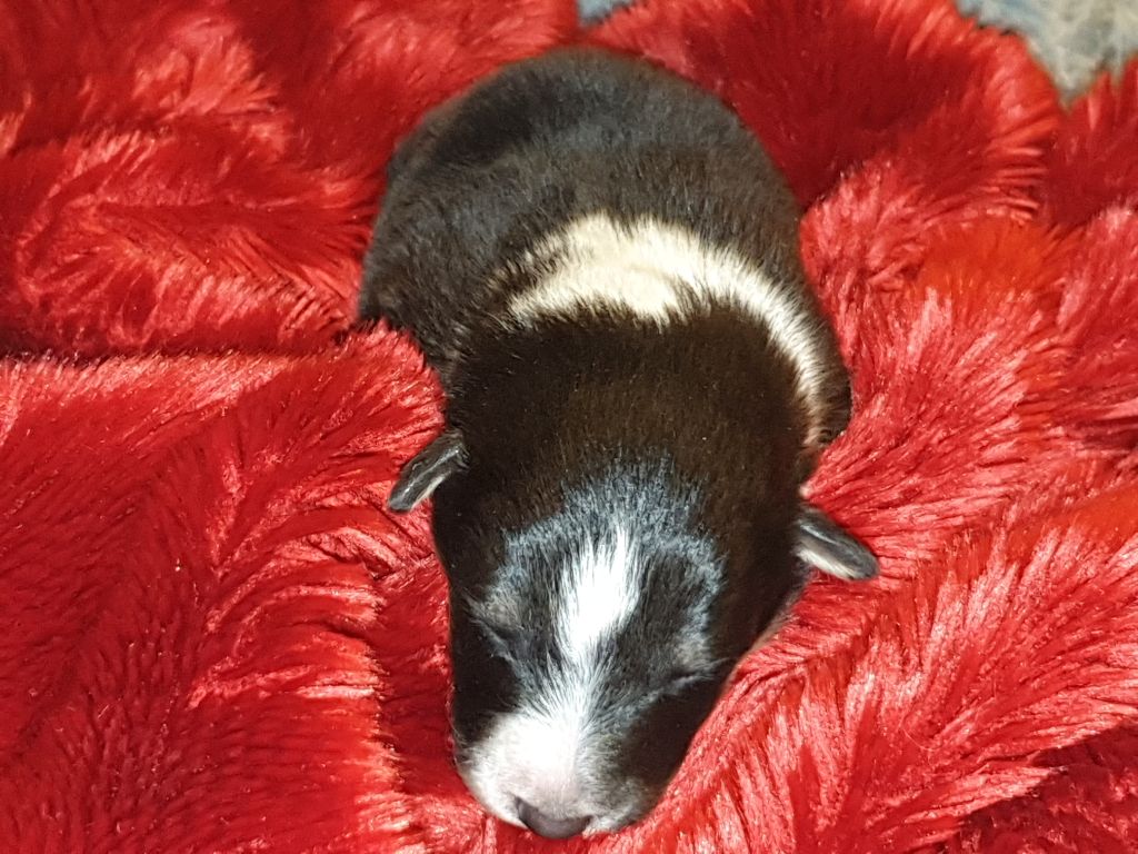 Des mille eclats des tournesol - Shetland Sheepdog - Portée née le 08/02/2020