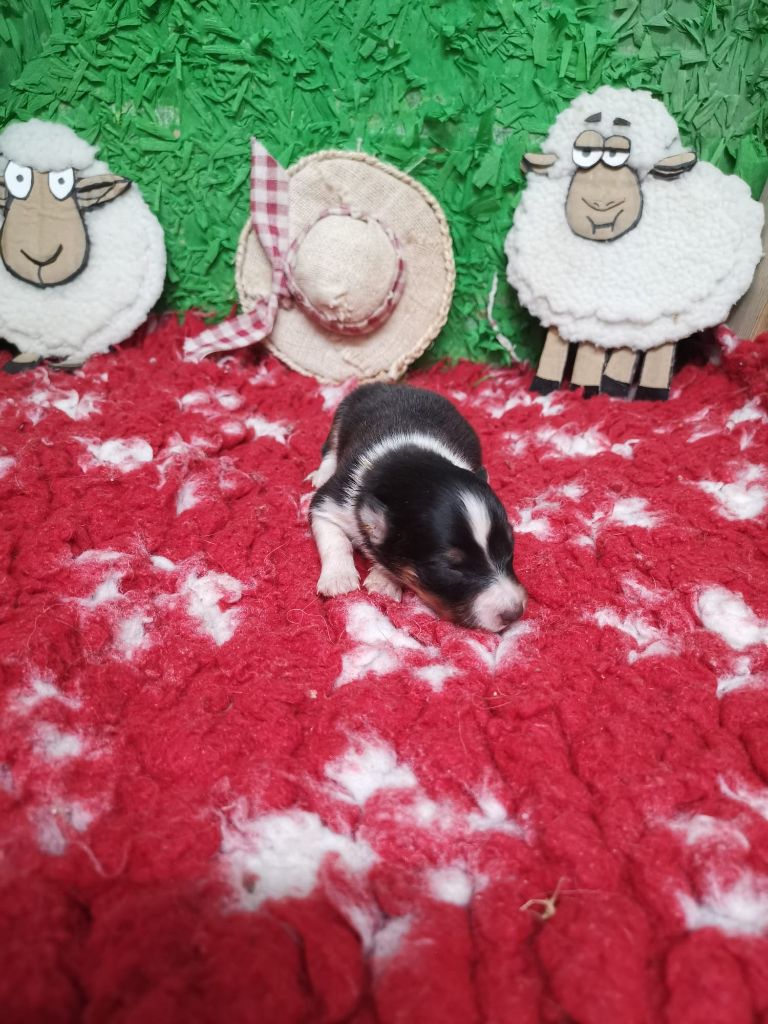 Des mille eclats des tournesol - Chiots disponibles - Shetland Sheepdog