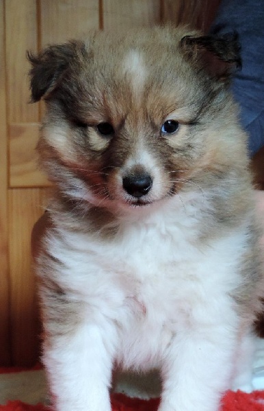 Des mille eclats des tournesol - Shetland Sheepdog - Portée née le 25/01/2016
