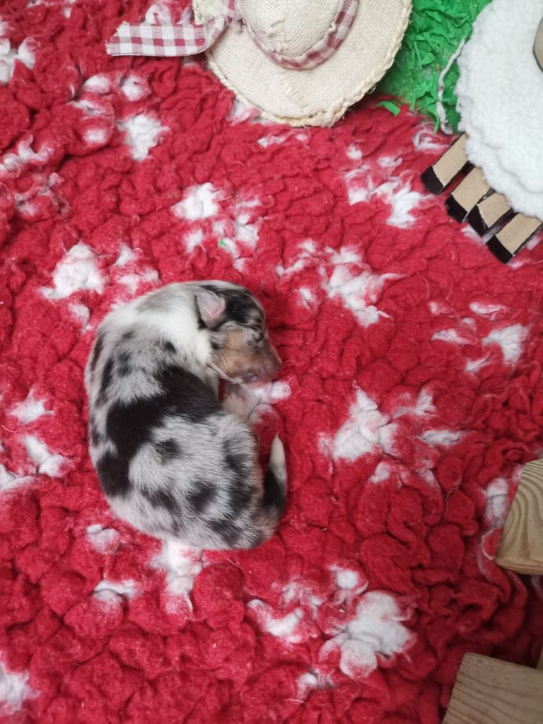 Des mille eclats des tournesol - Chiots disponibles - Shetland Sheepdog