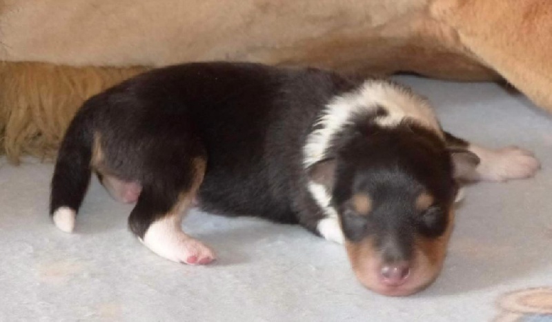 Des mille eclats des tournesol - Shetland Sheepdog - Portée née le 01/06/2016