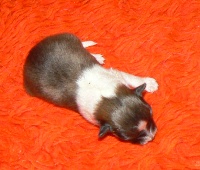 CHIOT