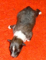 CHIOT