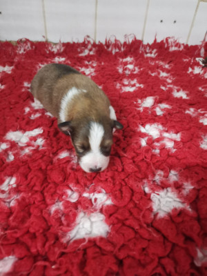 Chiot N°2