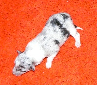 CHIOT