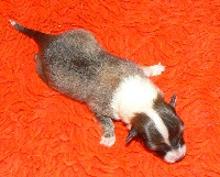 CHIOT