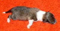 CHIOT