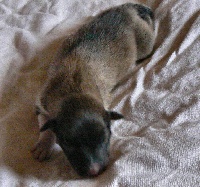 CHIOT