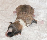 CHIOT