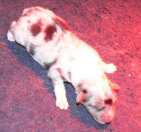 CHIOT