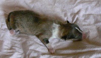 CHIOT