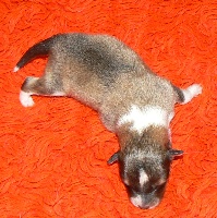 CHIOT