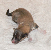 CHIOT
