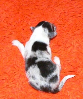 CHIOT