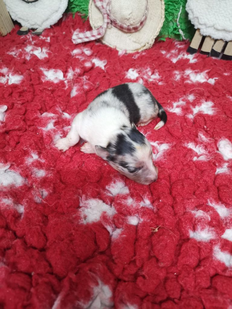 Des mille eclats des tournesol - Chiots disponibles - Shetland Sheepdog