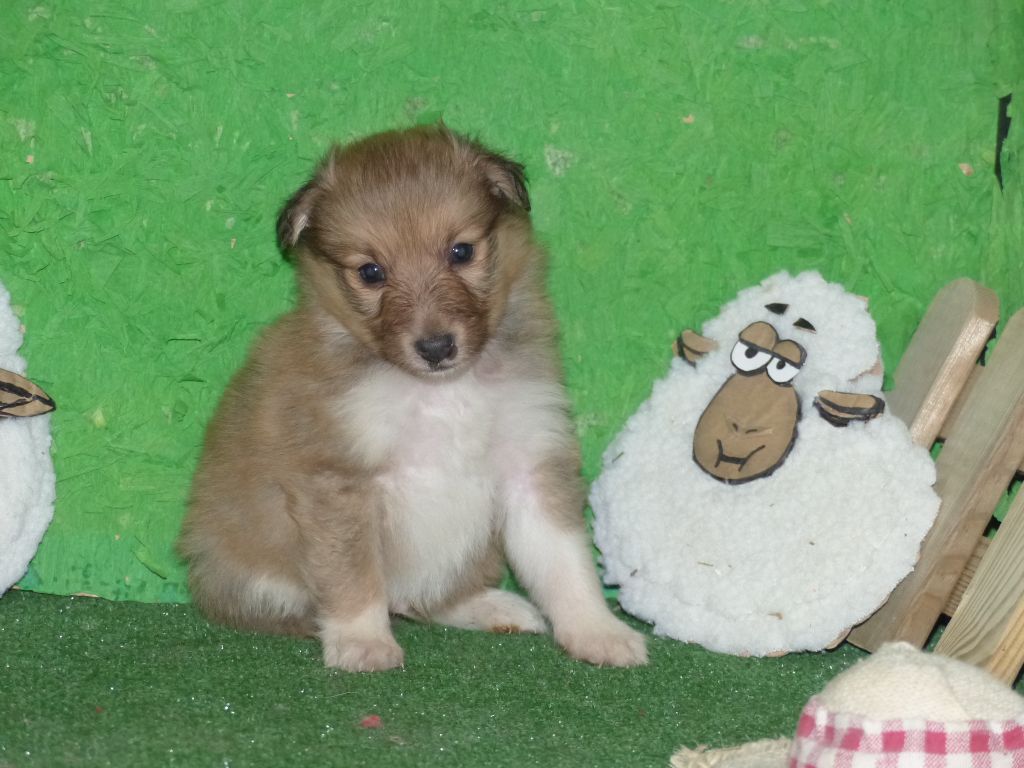 Des mille eclats des tournesol - Chiots disponibles - Shetland Sheepdog