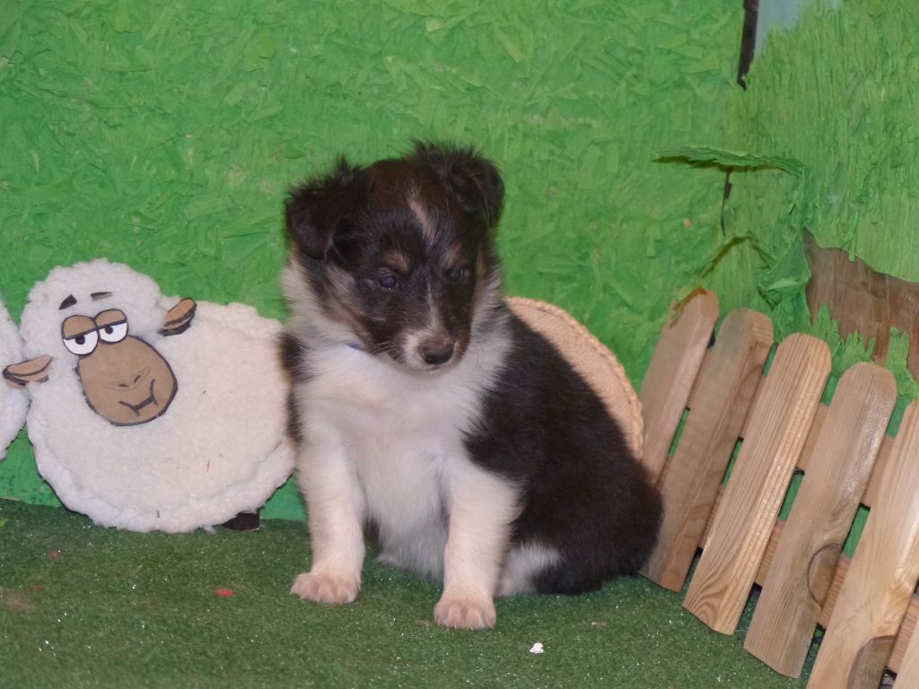 Des mille eclats des tournesol - Chiots disponibles - Shetland Sheepdog