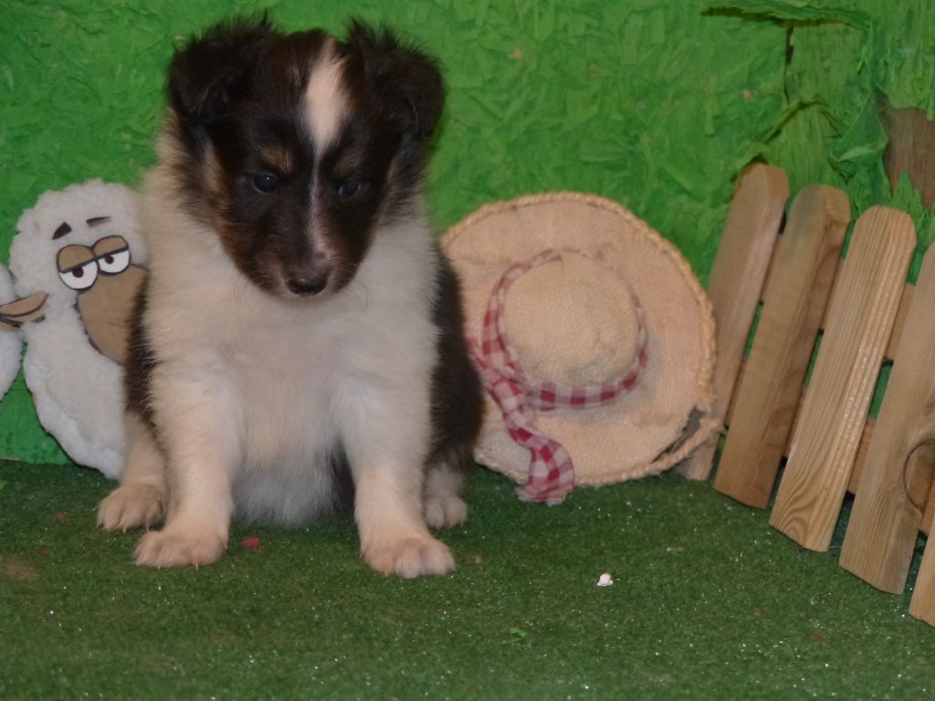 Des mille eclats des tournesol - Chiots disponibles - Shetland Sheepdog