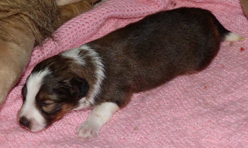 Des mille eclats des tournesol - Shetland Sheepdog - Portée née le 17/02/2015