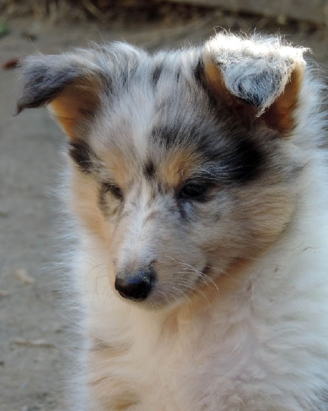 Des mille eclats des tournesol - Shetland Sheepdog - Portée née le 23/10/2015