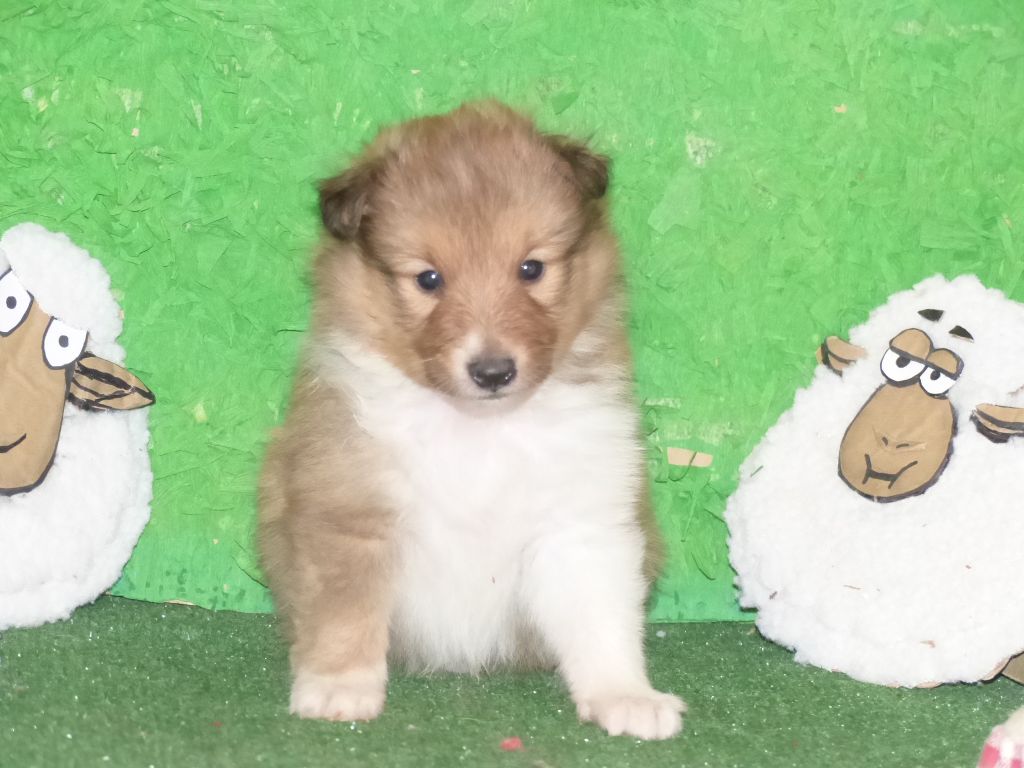 Des mille eclats des tournesol - Chiots disponibles - Shetland Sheepdog