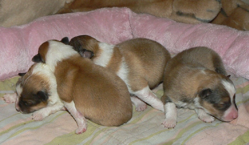 Des mille eclats des tournesol - Shetland Sheepdog - Portée née le 09/01/2012