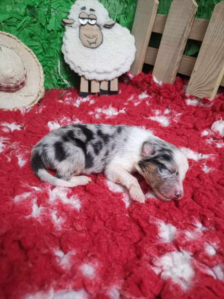 Chiot Shetland Sheepdog Des mille eclats des tournesol