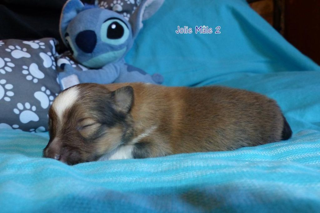 Des mille eclats des tournesol - Shetland Sheepdog - Portée née le 01/07/2018