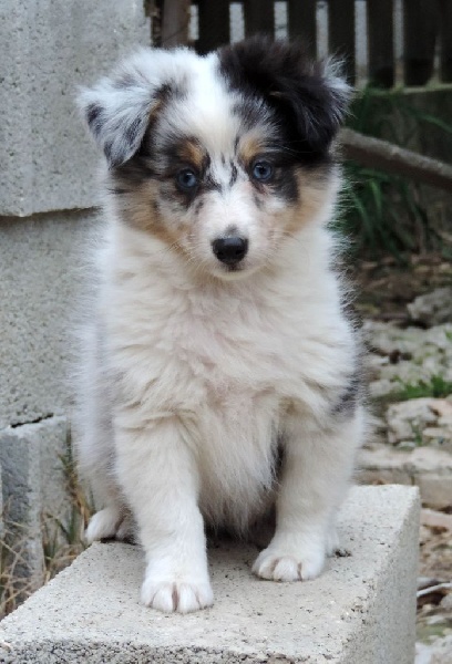 Des mille eclats des tournesol - Shetland Sheepdog - Portée née le 01/01/2016