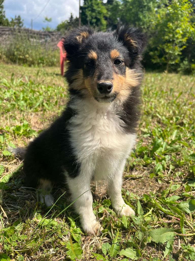 Des mille eclats des tournesol - Chiots disponibles - Shetland Sheepdog