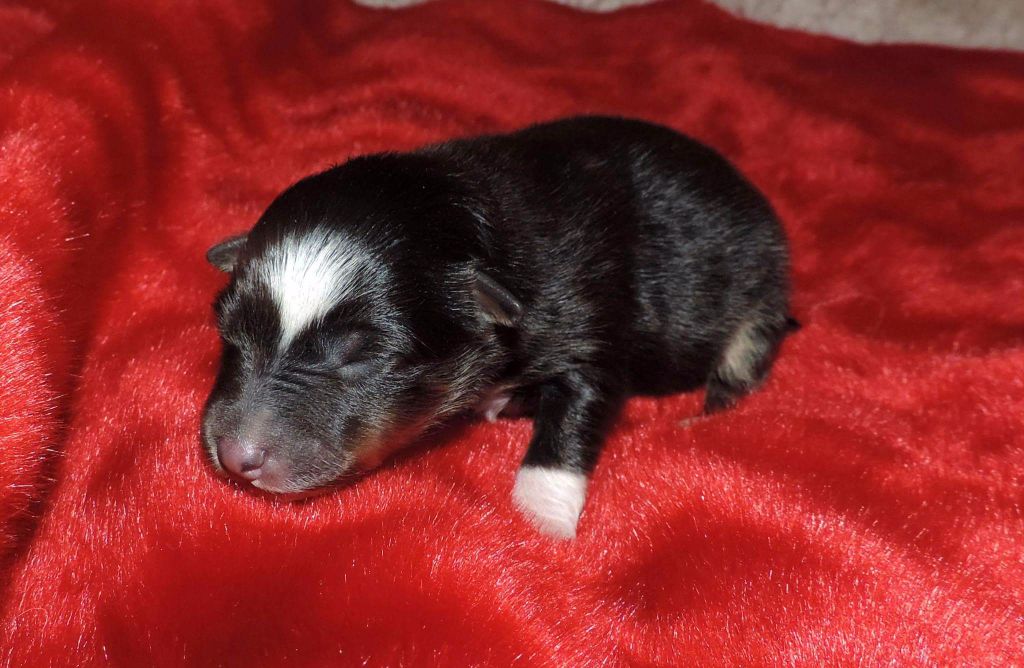Des mille eclats des tournesol - Shetland Sheepdog - Portée née le 15/02/2017