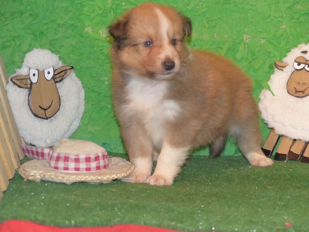 Des mille eclats des tournesol - Chiots disponibles - Shetland Sheepdog
