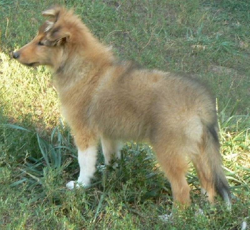 Des mille eclats des tournesol - Shetland Sheepdog - Portée née le 14/05/2015